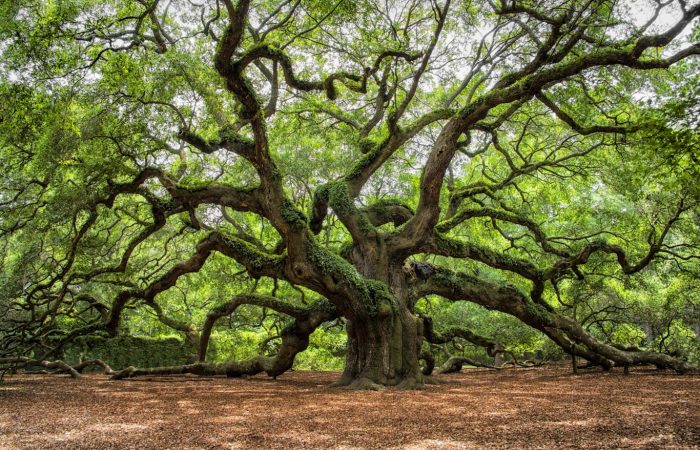 angel oak tree in John’s Island South Carolina