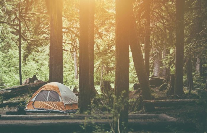 Tent Camping in the Forest Wilderness. Camping Theme.